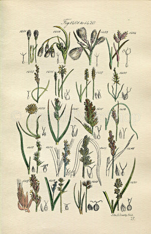 1914 Sowerby Antique Botanical Print, Cotton Grass, Flea Sedge, Sea Sedge, White Sedge, Grey Sedge, Plate 71 (Plants 1401 - 1420)