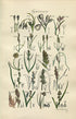 1914 Sowerby Antique Botanical Print, Cotton Grass, Flea Sedge, Sea Sedge, White Sedge, Grey Sedge, Plate 71 (Plants 1401 - 1420)