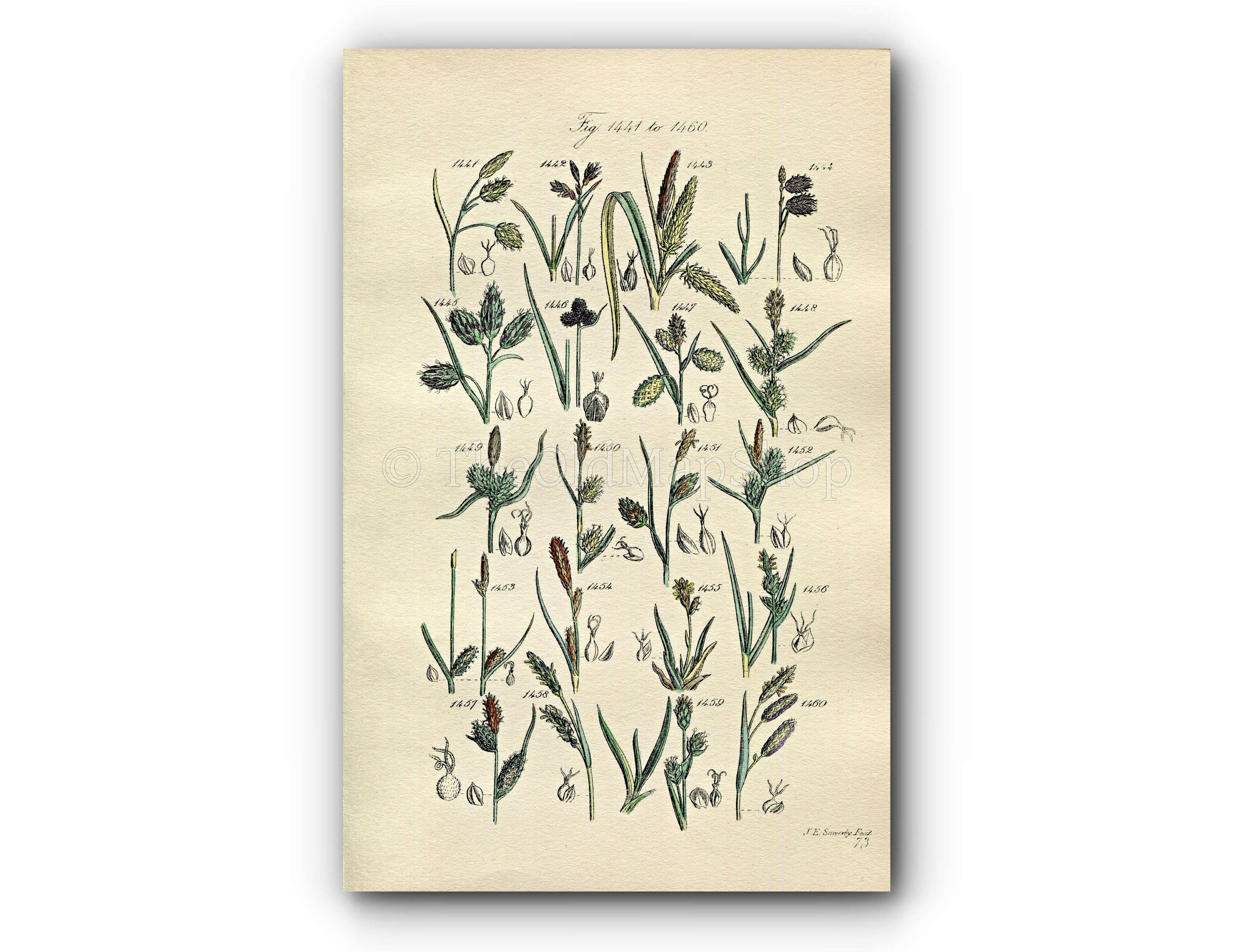 1914 Sowerby Antique Botanical Print, Mud Sedge, Cyperus Sedge, Black Sedge, Yellow Sedge, Tawny Sedge, Plate 73 (Plants 1441 - 1460)