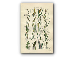1914 Sowerby Antique Botanical Print, River Sedge, Hairy Sedge, Canary Grass, Foxtail Grass, Mat Grass, Plate 74 (Plants 1461 - 1480)
