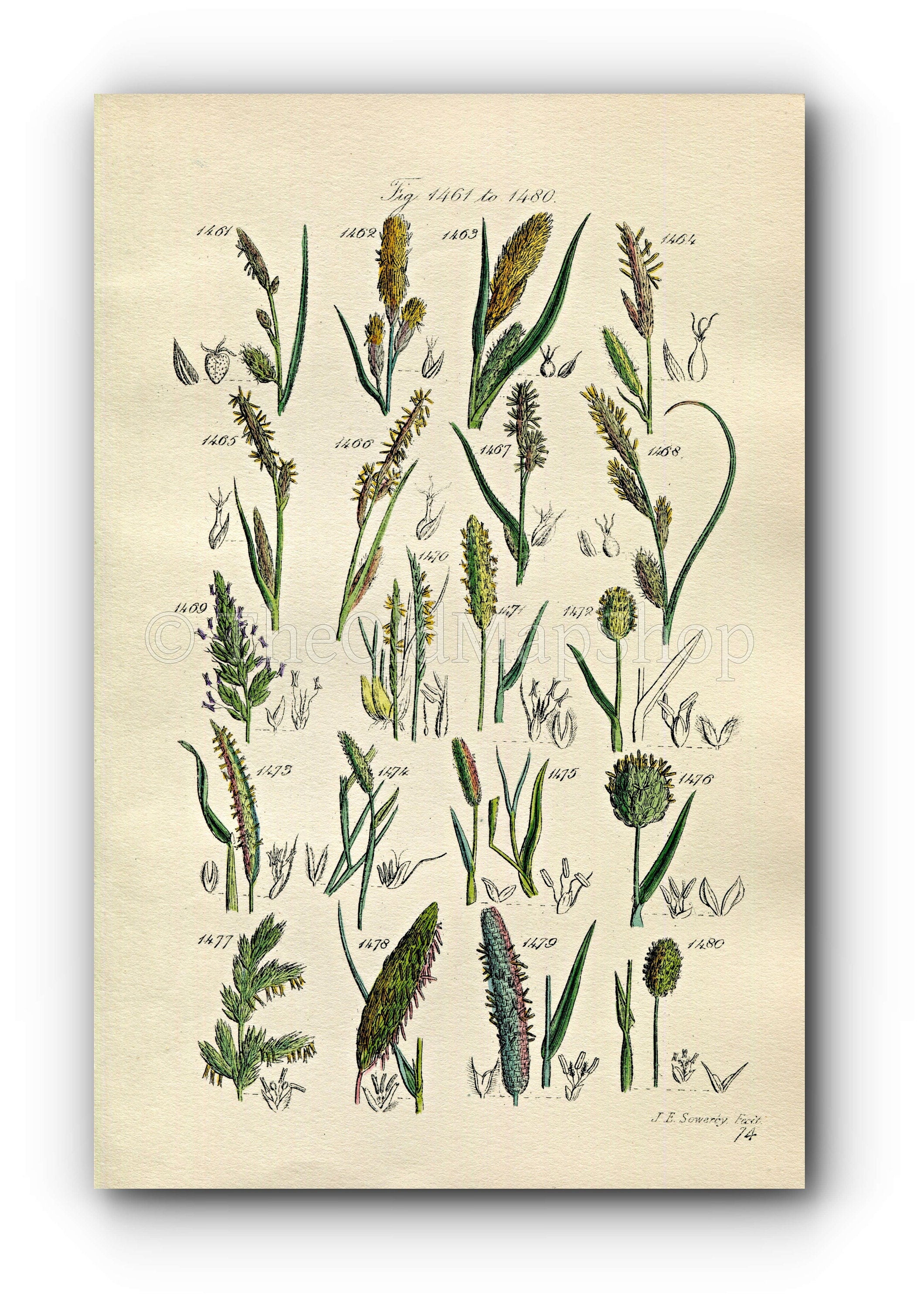 1914 Sowerby Antique Botanical Print, River Sedge, Hairy Sedge, Canary Grass, Foxtail Grass, Mat Grass, Plate 74 (Plants 1461 - 1480)