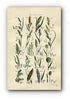 1914 Sowerby Antique Botanical Print, River Sedge, Hairy Sedge, Canary Grass, Foxtail Grass, Mat Grass, Plate 74 (Plants 1461 - 1480)