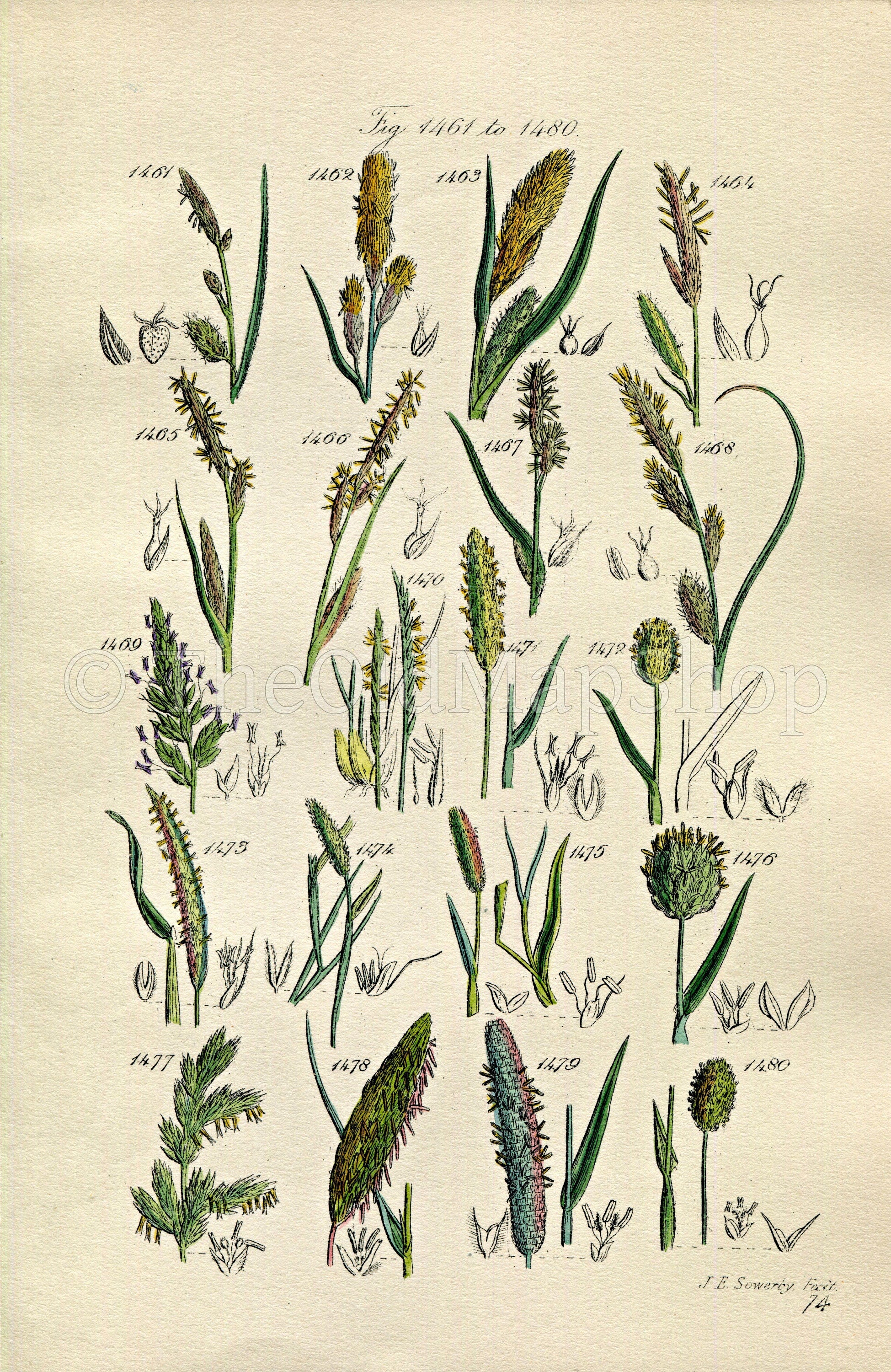1914 Sowerby Antique Botanical Print, River Sedge, Hairy Sedge, Canary Grass, Foxtail Grass, Mat Grass, Plate 74 (Plants 1461 - 1480)