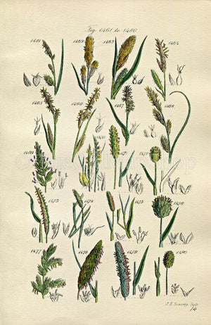 1914 Sowerby Antique Botanical Print, River Sedge, Hairy Sedge, Canary Grass, Foxtail Grass, Mat Grass, Plate 74 (Plants 1461 - 1480)
