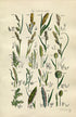 1914 Sowerby Antique Botanical Print, River Sedge, Hairy Sedge, Canary Grass, Foxtail Grass, Mat Grass, Plate 74 (Plants 1461 - 1480)