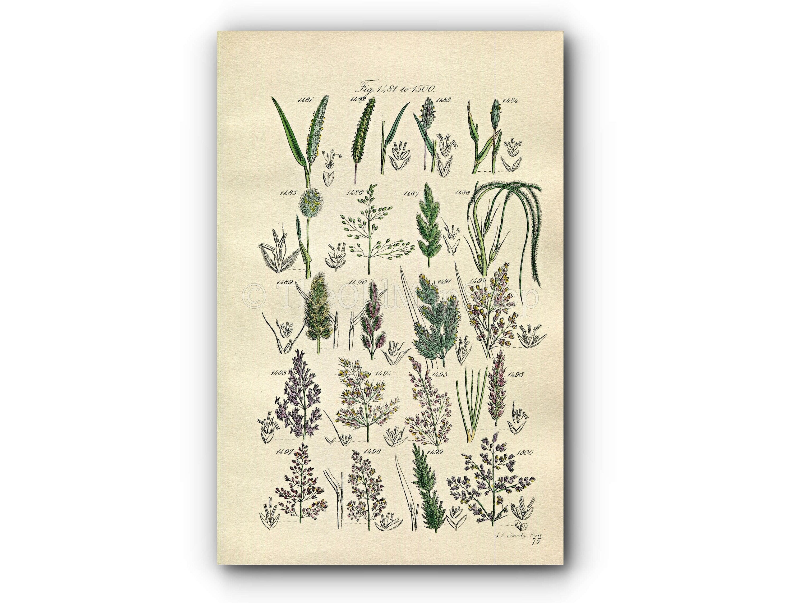 1914 Sowerby Antique Botanical Print, Cat's Tail Grass, Hare's Tail Grass, Millet Grass, Feather Grass, Plate 75 (Plants 1481 - 1500)