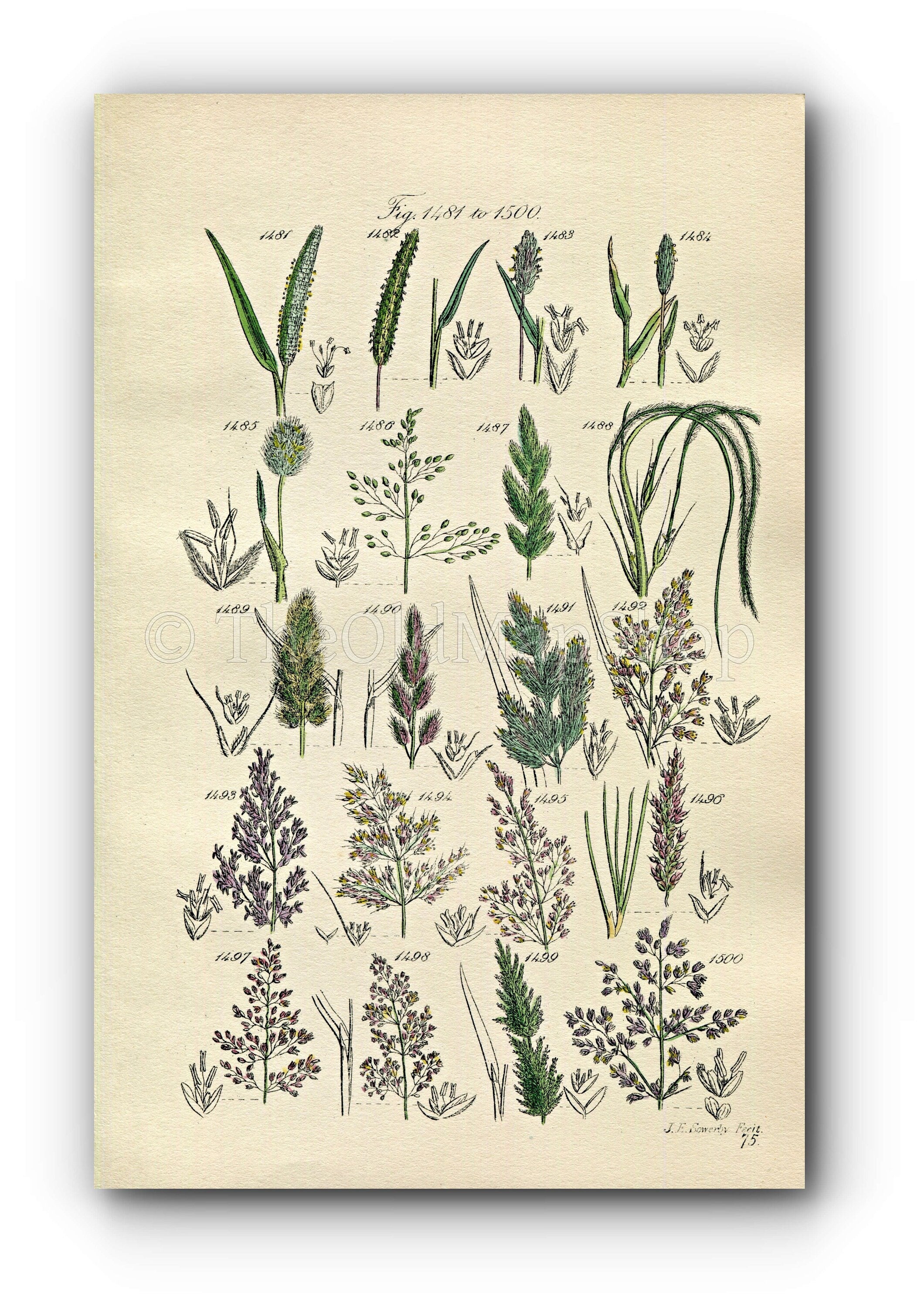 1914 Sowerby Antique Botanical Print, Cat's Tail Grass, Hare's Tail Grass, Millet Grass, Feather Grass, Plate 75 (Plants 1481 - 1500)