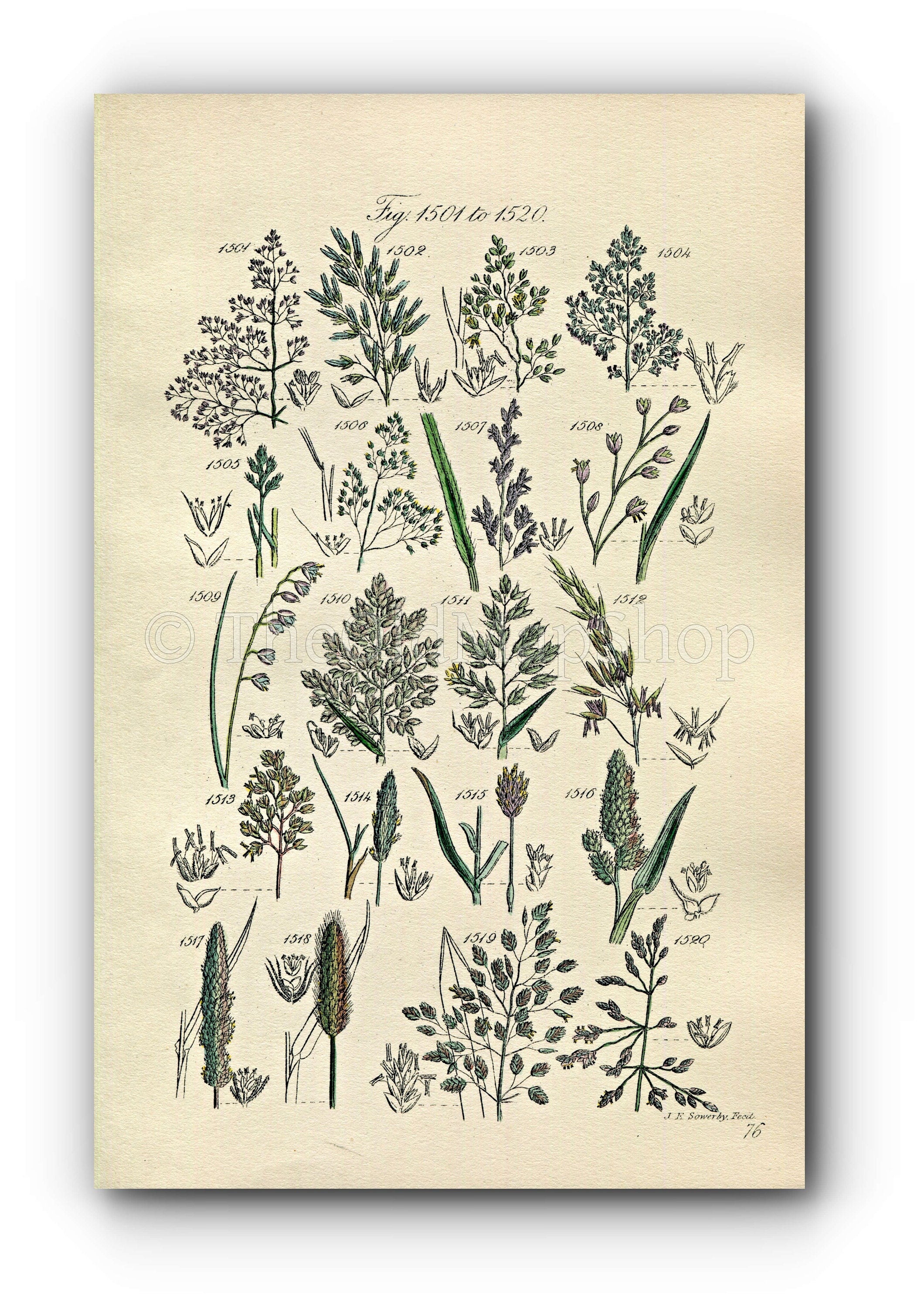 1914 Sowerby Antique Botanical Print, Grey Hairgrass, Melicgrass, Soft Grass, Oat Grass, Holy Grass, Plate 76 (Plants 1501 - 1520)