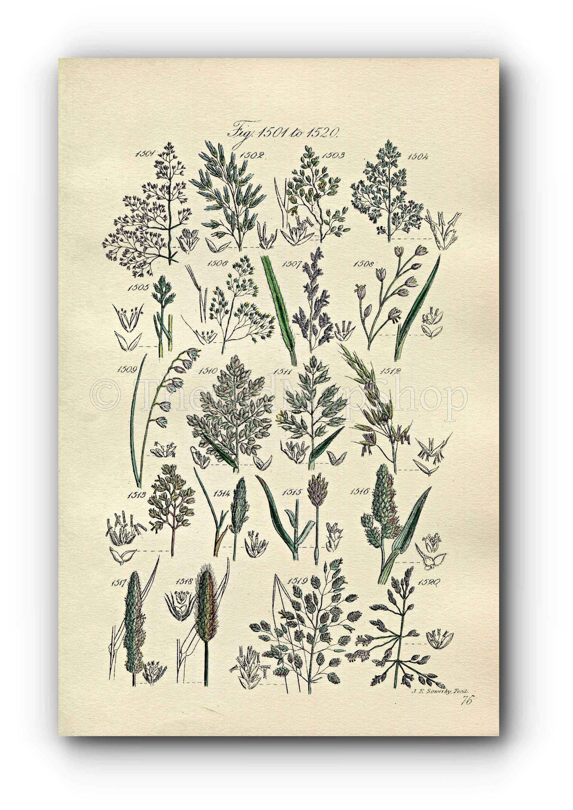 Botanical Printing on a Gel Plate - Botanicals - Nantucket Historical  Association