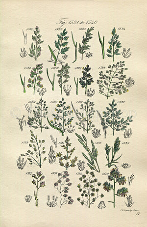 1914 Sowerby Antique Botanical Print, Wheat Meadow Grass, Quaking Grass, Sweet Grass, Heath Grass, Plate 77 (Plants 1521 - 1540)
