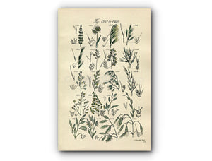 1914 Sowerby Antique Botanical Print, Fescue Grass, Reed Fescue Grass, Dogstail Grass, Brome Grass, Plate 78 (Plants 1541 - 1560)