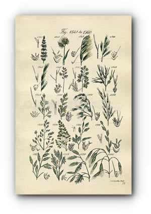 1914 Sowerby Antique Botanical Print, Fescue Grass, Reed Fescue Grass, Dogstail Grass, Brome Grass, Plate 78 (Plants 1541 - 1560)