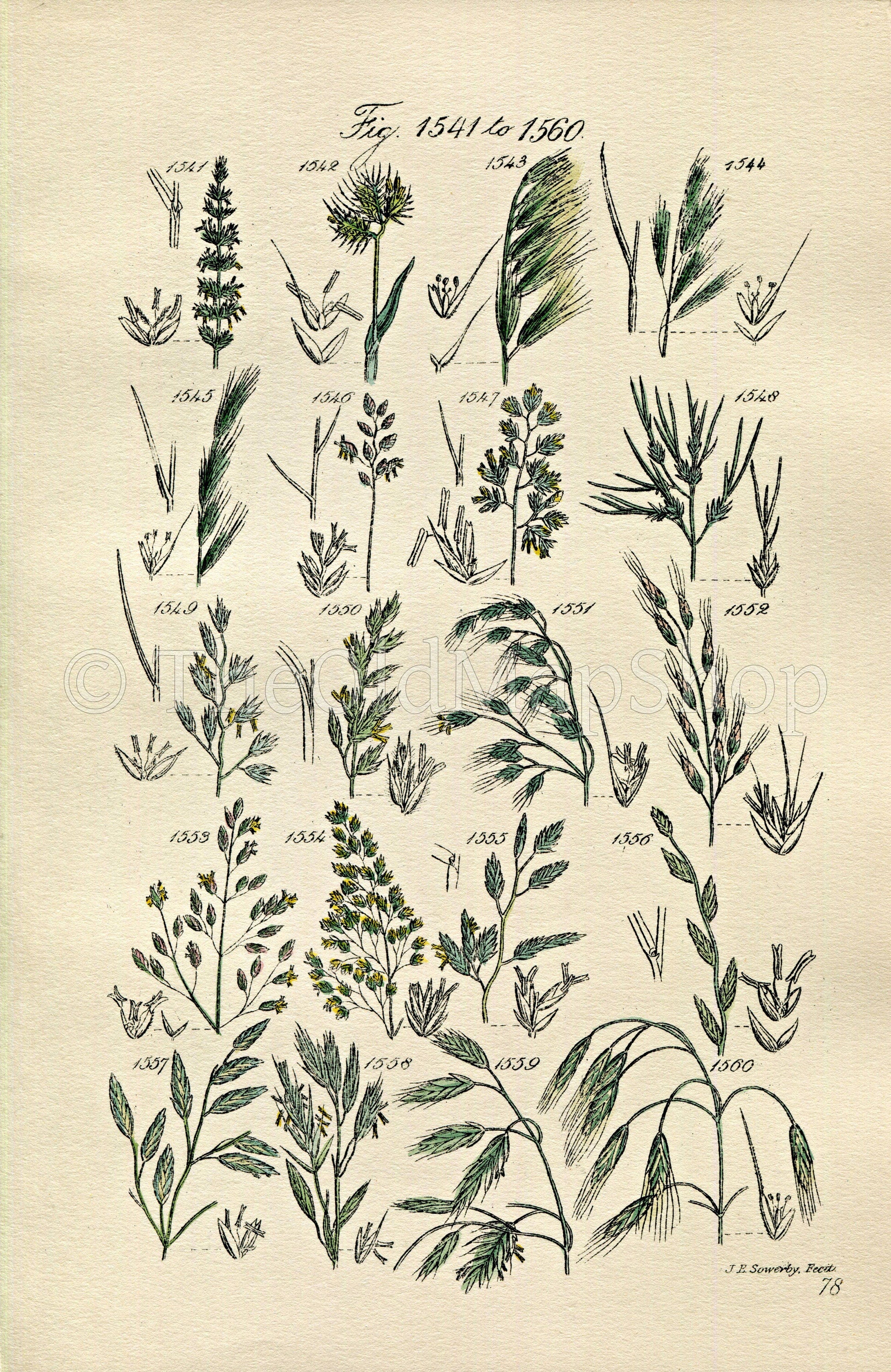 1914 Sowerby Antique Botanical Print, Fescue Grass, Reed Fescue Grass, Dogstail Grass, Brome Grass, Plate 78 (Plants 1541 - 1560)
