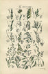 1914 Sowerby Antique Botanical Print, Fescue Grass, Reed Fescue Grass, Dogstail Grass, Brome Grass, Plate 78 (Plants 1541 - 1560)