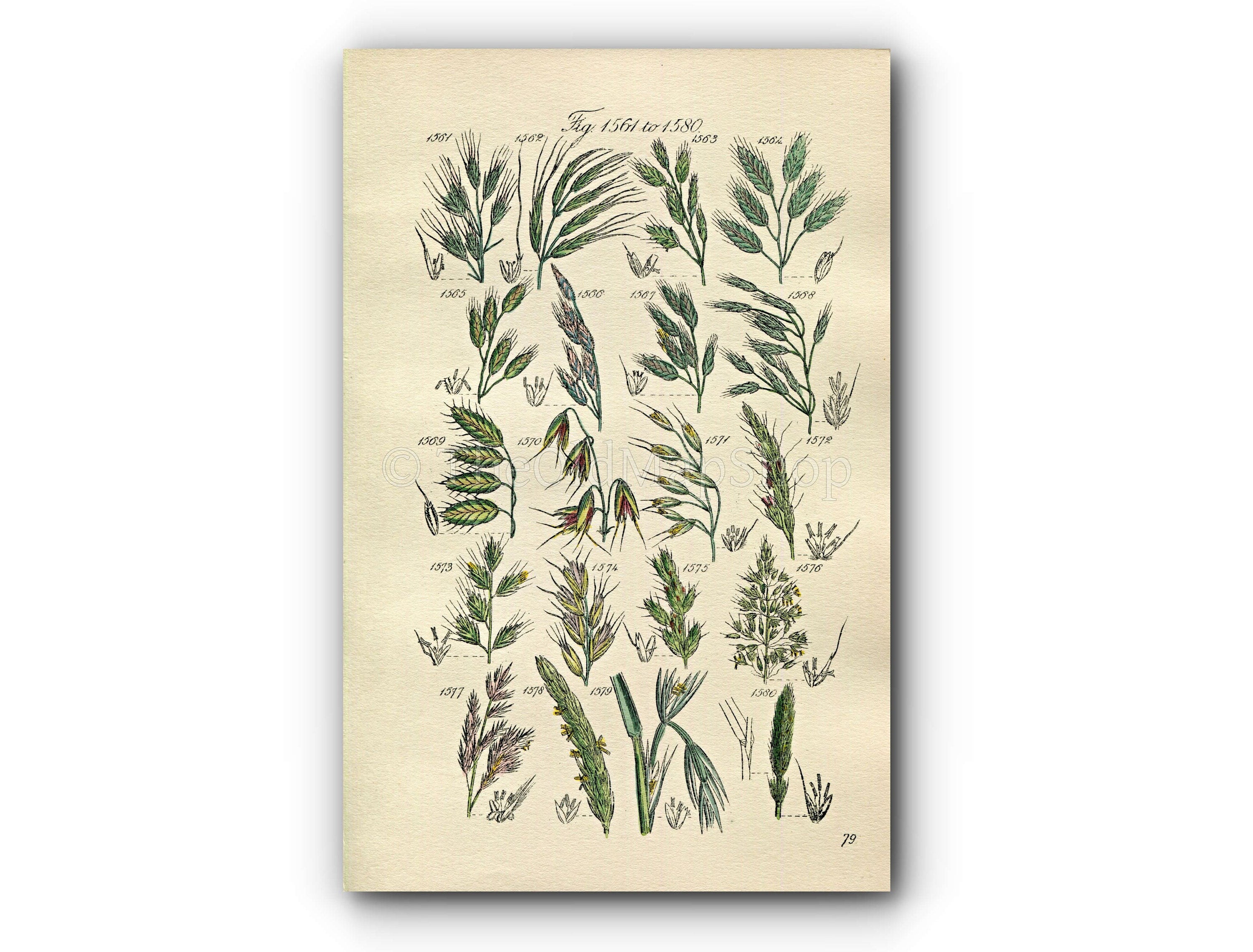 1914 Sowerby Antique Botanical Print, Rye Brome Grass, Corn Brome Grass, Oat Grass, Reed, Wood Barley, Plate 79 (Plants 1561 - 1580)