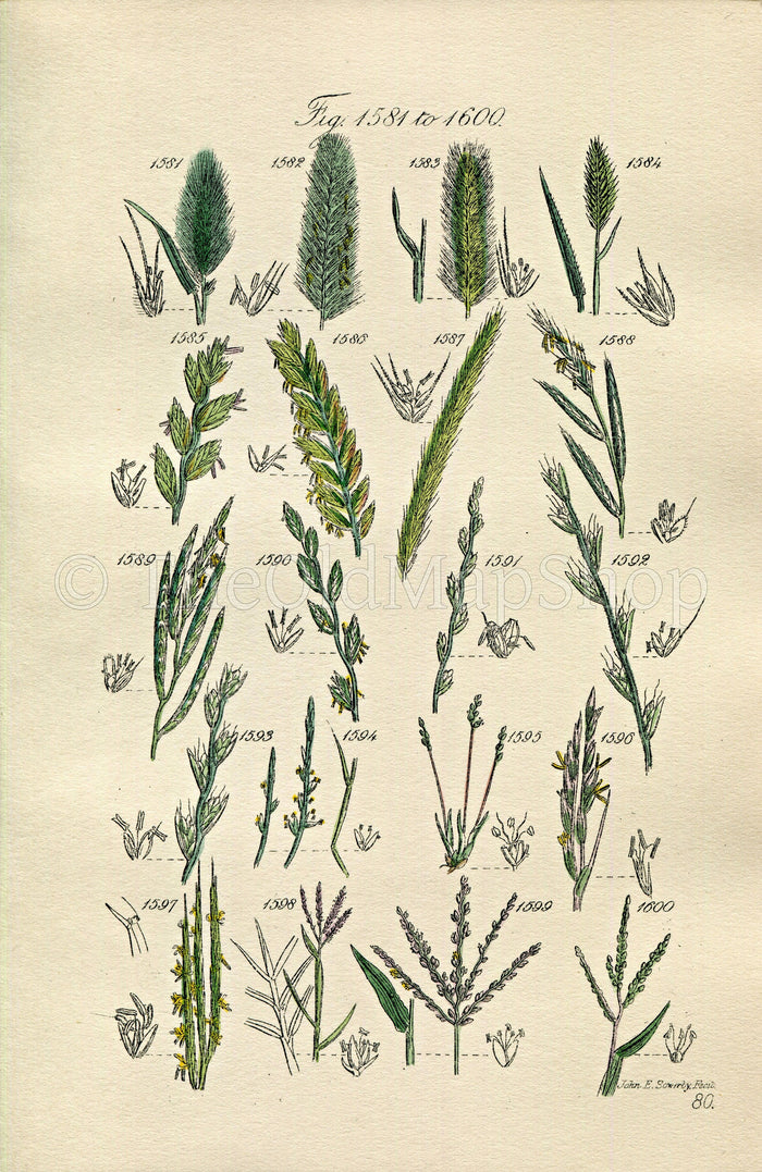 1914 Sowerby Antique Botanical Print, Meadow Barley, Wheat Grass, Dog Grass, Brome Grass, Rye Grass, Plate 80 (Plants 1581 - 1600)