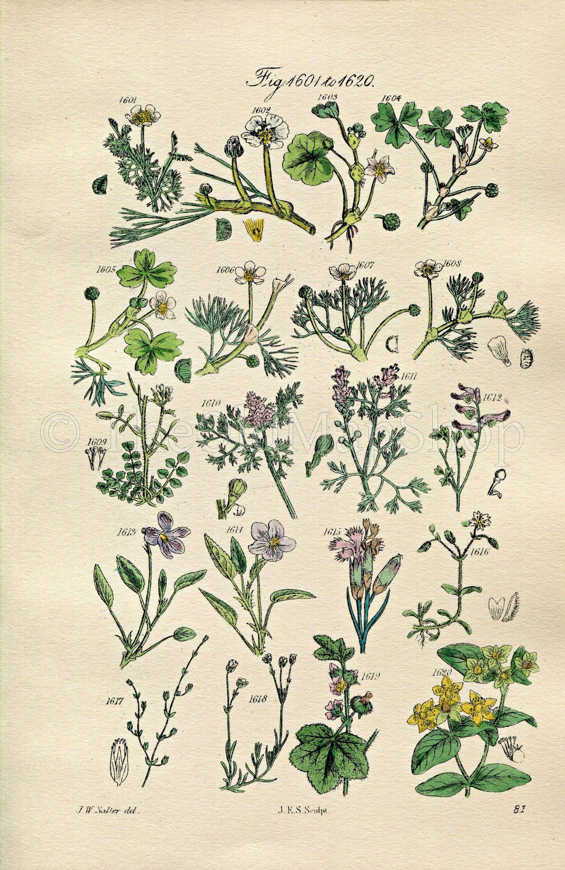 1914 Sowerby Antique Botanical Print, Mud Crowfoot, Water Fennel, Fumitory, Dog Violet, Pink, St John's Wort, Plate 81 (Plants 1601 - 1620)