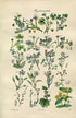 1914 Sowerby Antique Botanical Print, Mud Crowfoot, Water Fennel, Fumitory, Dog Violet, Pink, St John's Wort, Plate 81 (Plants 1601 - 1620)