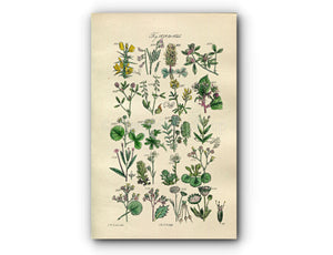 1914 Sowerby Antique Botanical Print, Vetch, Trefoil, Melilot, Medick, Bramble, London Pride, Saxifrage, Plate 82 (Plants 1621 - 1640)