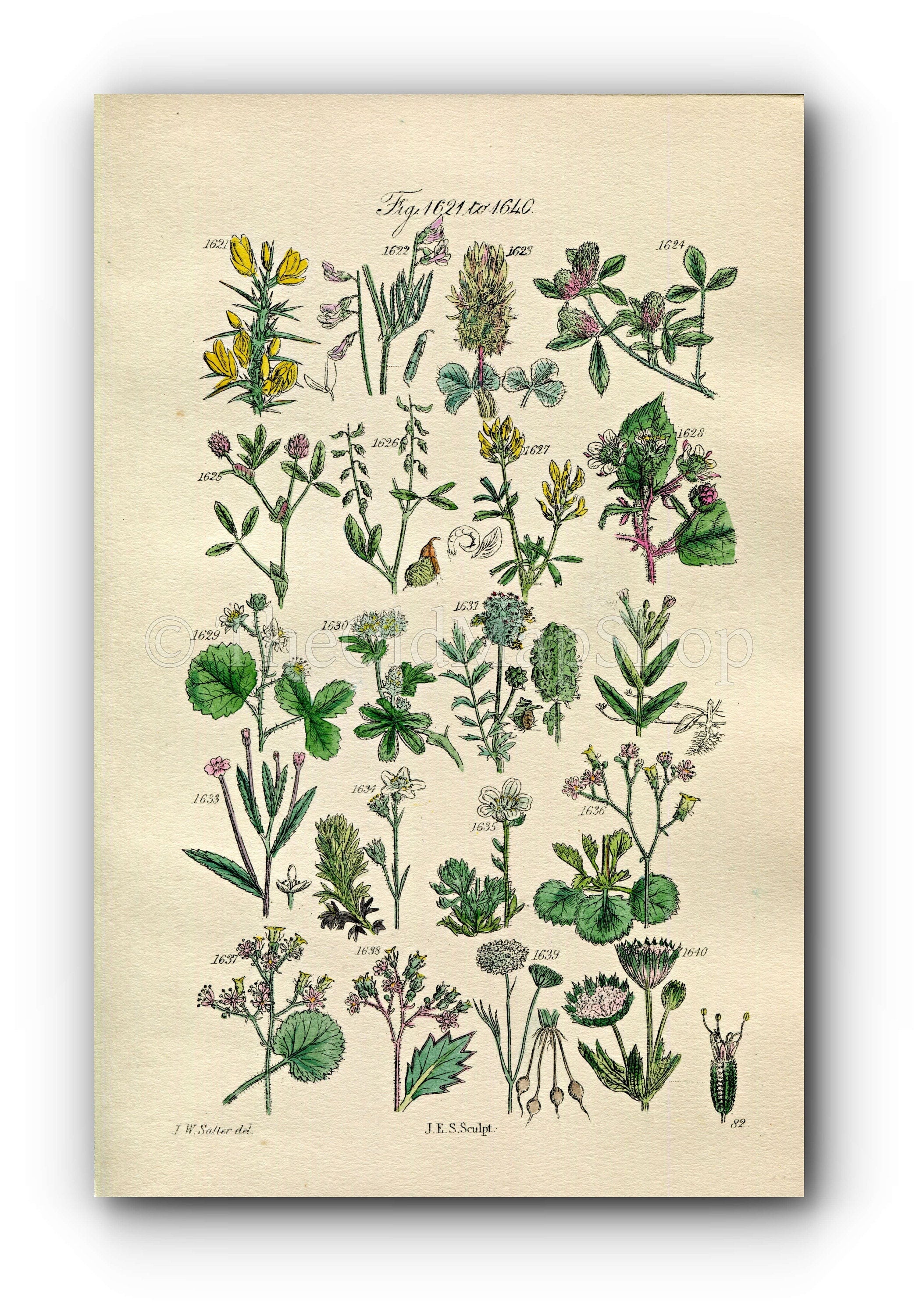 1914 Sowerby Antique Botanical Print, Vetch, Trefoil, Melilot, Medick, Bramble, London Pride, Saxifrage, Plate 82 (Plants 1621 - 1640)