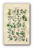 1914 Sowerby Antique Botanical Print, Vetch, Trefoil, Melilot, Medick, Bramble, London Pride, Saxifrage, Plate 82 (Plants 1621 - 1640)