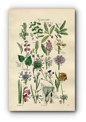 1914 Sowerby Antique Botanical Print, Spurge, Willow, Helleborine, Orchis, Garlic, Cornish Chives, Lily, Rush, Plate 84 (Plants 1661 - 1680)