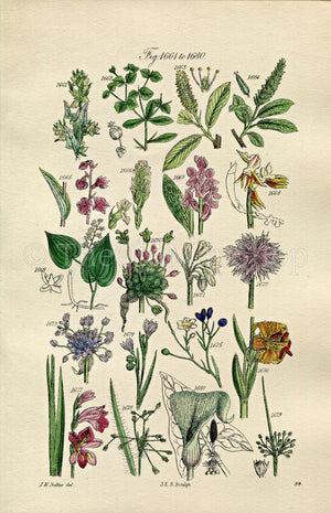 1914 Sowerby Antique Botanical Print, Spurge, Willow, Helleborine, Orchis, Garlic, Cornish Chives, Lily, Rush, Plate 84 (Plants 1661 - 1680)