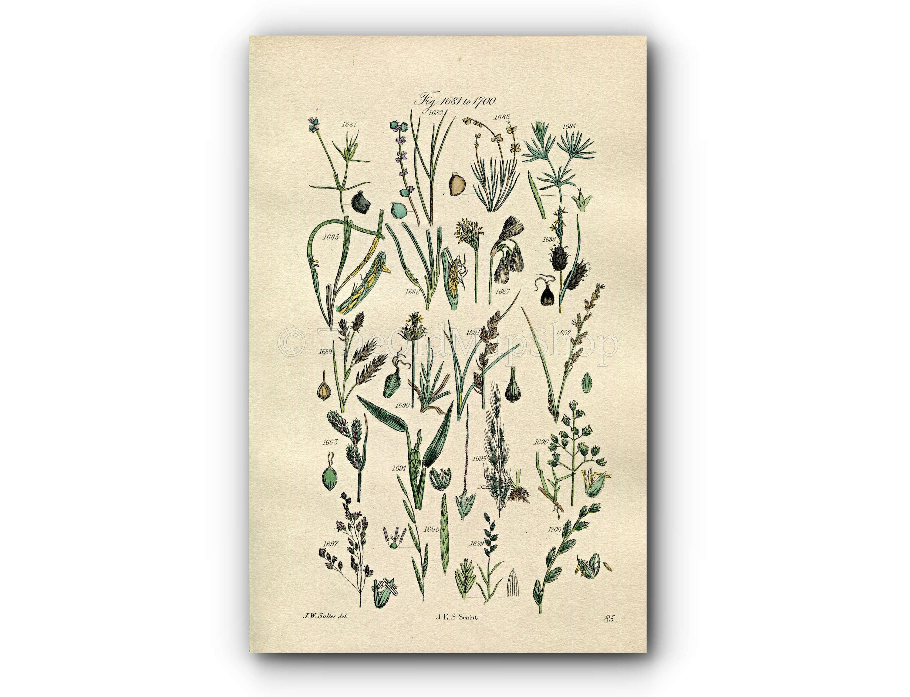 1914 Sowerby Antique Botanical Print, Pondweed, Sedge, Cotton, Grass, Wheat Grass, Rye Grass, Meadow Grass, Plate 85 (Plants 1681 - 1700)