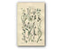 1914 Sowerby Antique Botanical Print, Pondweed, Sedge, Cotton, Grass, Wheat Grass, Rye Grass, Meadow Grass, Plate 85 (Plants 1681 - 1700)