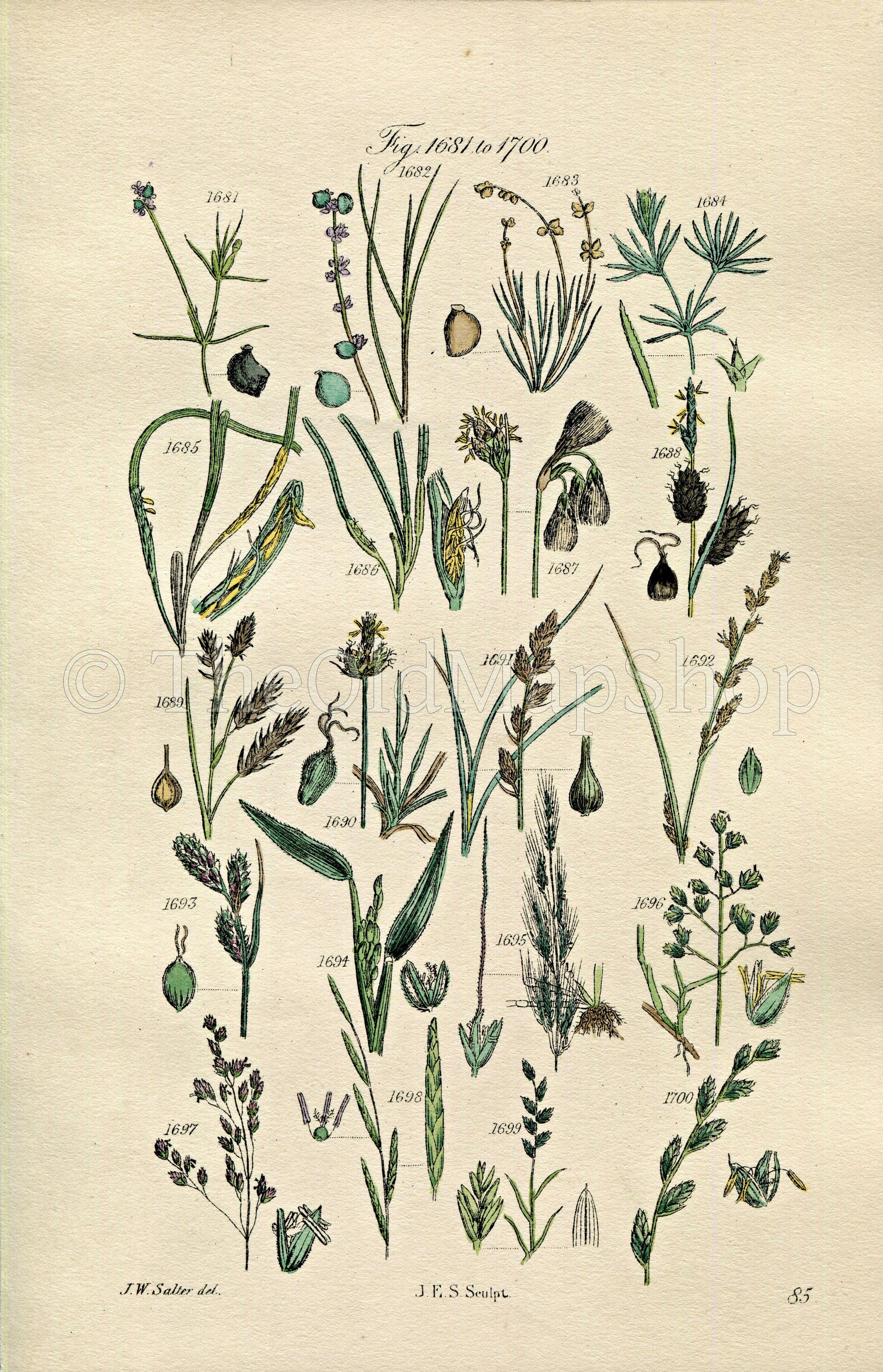 1914 Sowerby Antique Botanical Print, Pondweed, Sedge, Cotton, Grass, Wheat Grass, Rye Grass, Meadow Grass, Plate 85 (Plants 1681 - 1700)