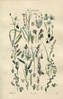 1914 Sowerby Antique Botanical Print, Pondweed, Sedge, Cotton, Grass, Wheat Grass, Rye Grass, Meadow Grass, Plate 85 (Plants 1681 - 1700)