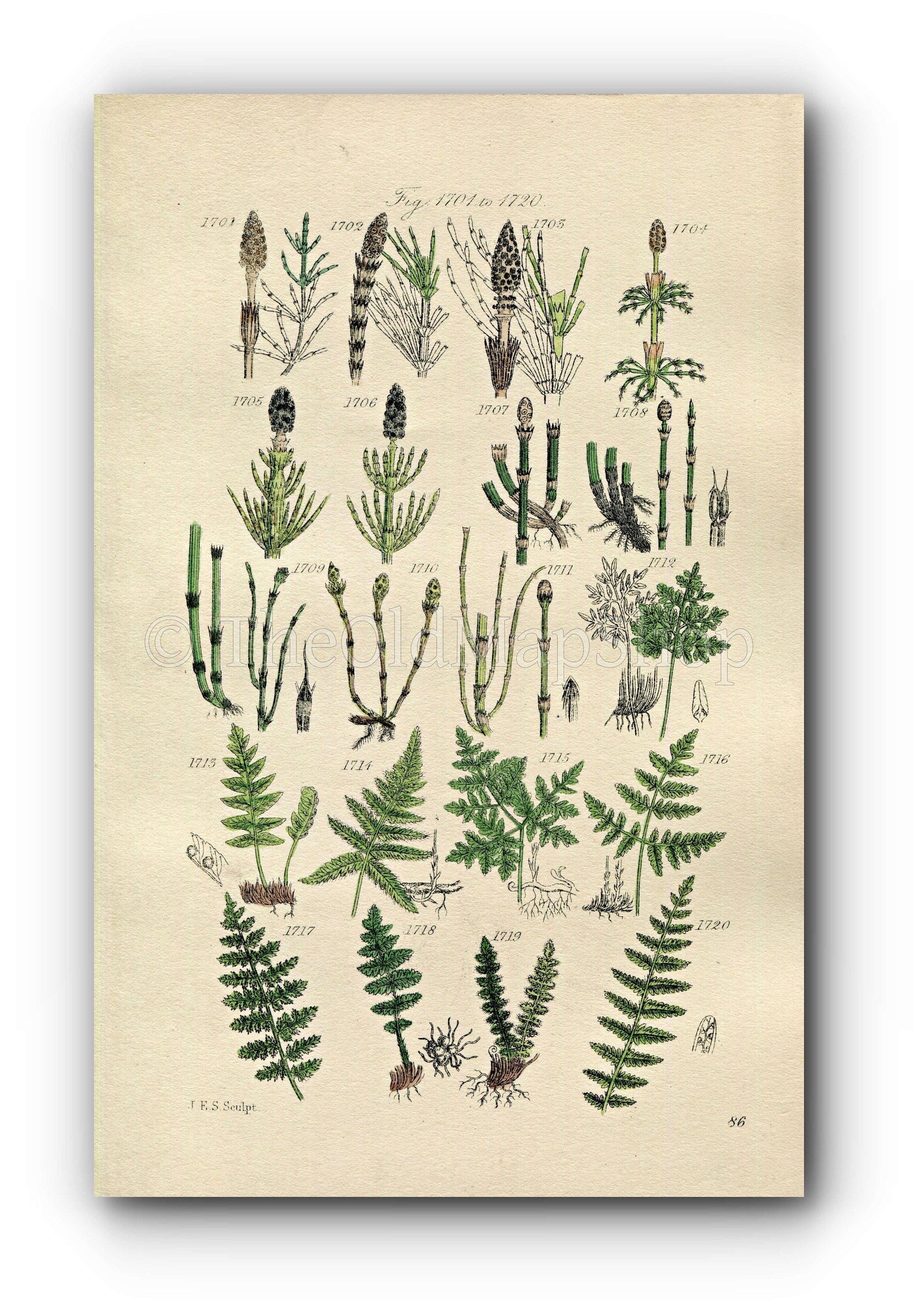 1914 Sowerby Antique Botanical Print, Horsetail, Equisetum, Polypody, Alpine Woodsia, Marsh Fern, Plate 86 (Plants 1701 - 1720)