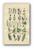 1914 Sowerby Antique Botanical Print, Horsetail, Equisetum, Polypody, Alpine Woodsia, Marsh Fern, Plate 86 (Plants 1701 - 1720)