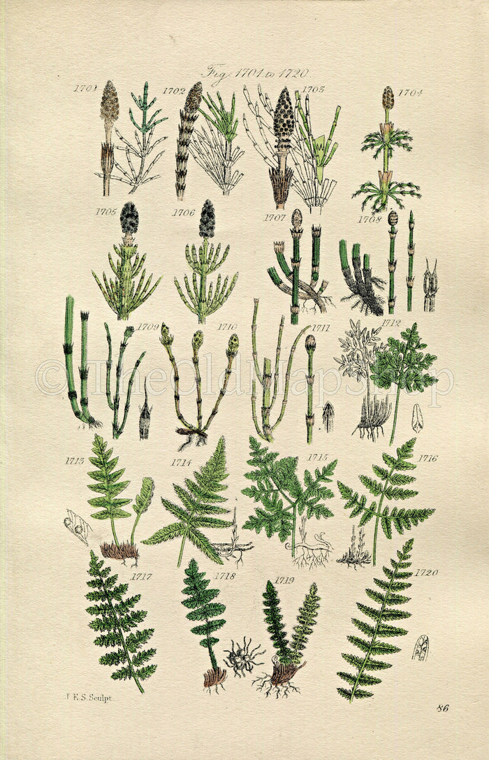 1914 Sowerby Antique Botanical Print, Horsetail, Equisetum, Polypody, Alpine Woodsia, Marsh Fern, Plate 86 (Plants 1701 - 1720)