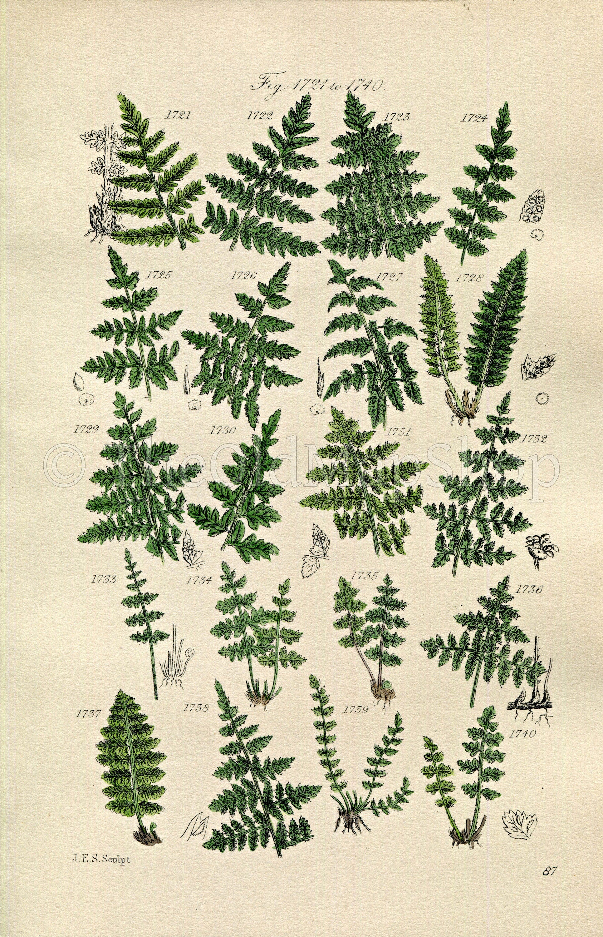 1914 Sowerby Antique Botanical Print, Crested Fern, Holly Fern, Lady Fern, Bladder Fern, Prickly Shield Fern, Plate 87 (Plants 1721 - 1740)