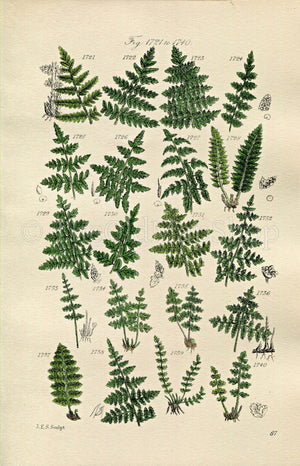 1914 Sowerby Antique Botanical Print, Crested Fern, Holly Fern, Lady Fern, Bladder Fern, Prickly Shield Fern, Plate 87 (Plants 1721 - 1740)