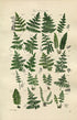 1914 Sowerby Antique Botanical Print, Crested Fern, Holly Fern, Lady Fern, Bladder Fern, Prickly Shield Fern, Plate 87 (Plants 1721 - 1740)
