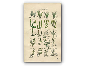 1914 Sowerby Antique Botanical Print, Pillwort, Quillwort, Fir Clubmoss, Slender Nitella, Fragile Chara, Plate 89 (Plants 1761 - 1780)