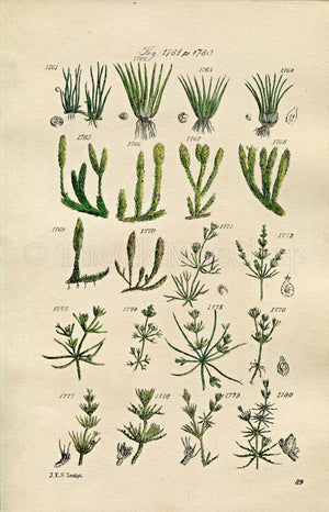 1914 Sowerby Antique Botanical Print, Pillwort, Quillwort, Fir Clubmoss, Slender Nitella, Fragile Chara, Plate 89 (Plants 1761 - 1780)