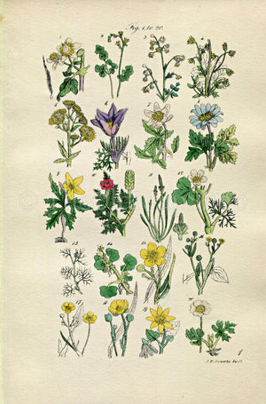 1914 Sowerby Antique Botanical Print, Traveller's Joy, Meadow Rue, Wind Flower, Anemone, Crowfoot, Spearwort, Plate 1, (Plants 1 - 20)