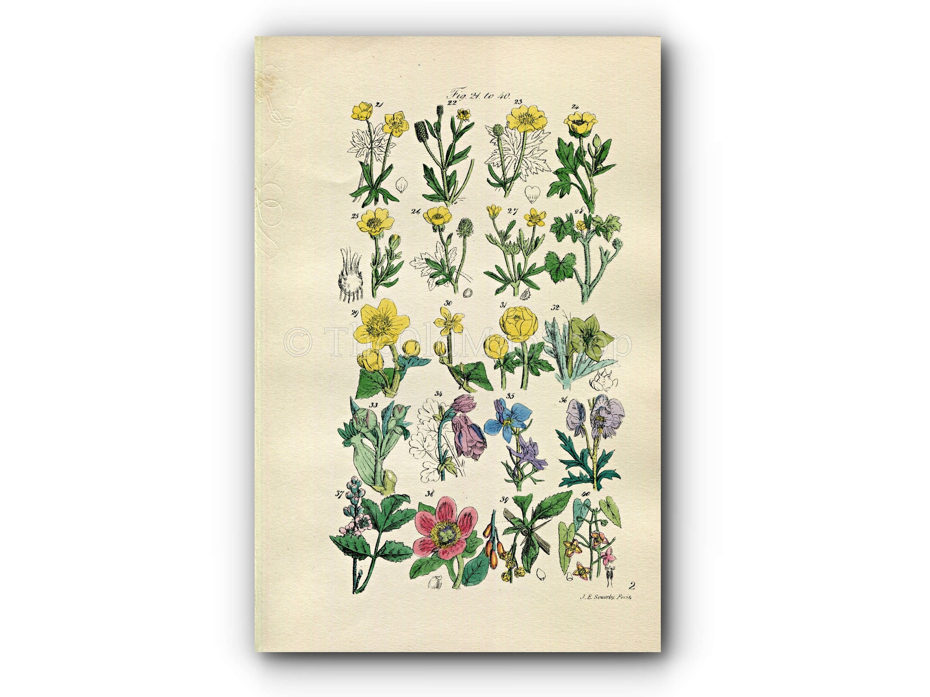 1914 Sowerby Antique Botanical Print, Buttercup, Crowfoot, Marigold, Hellebore, Columbine, Peony, Barberry, Plate 2, (Plants 21 - 40)