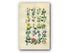1914 Sowerby Antique Botanical Print, Buttercup, Crowfoot, Marigold, Hellebore, Columbine, Peony, Barberry, Plate 2, (Plants 21 - 40)