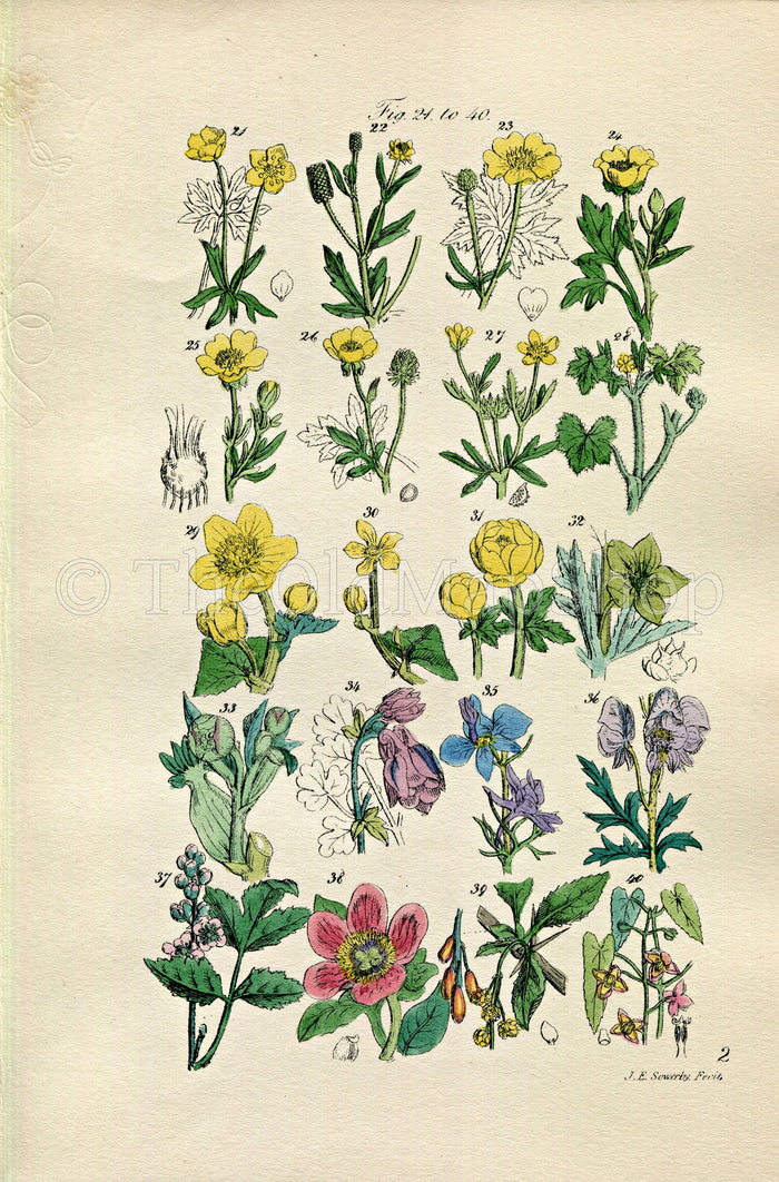 1914 Sowerby Antique Botanical Print, Buttercup, Crowfoot, Marigold, Hellebore, Columbine, Peony, Barberry, Plate 2, (Plants 21 - 40)