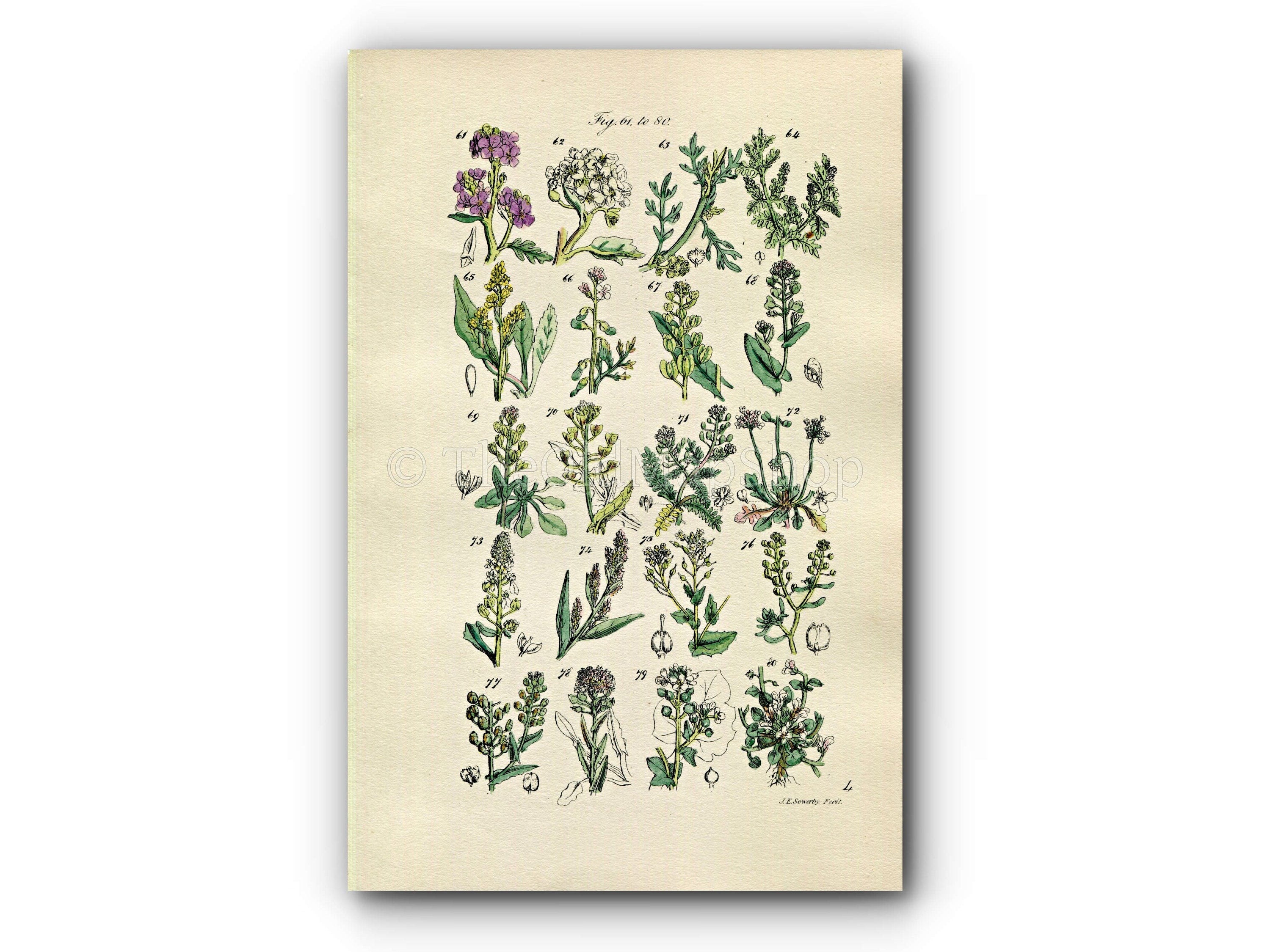 1914 Sowerby Antique Botanical Print, Sea Rocket, Sea Kale, Cress, Shepherd's Purse, Candy Tuft, Pepper Wort, Plate 4, (Plants 61 - 80) - The Old Map Shop