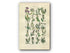 1914 Sowerby Antique Botanical Print, Sea Rocket, Sea Kale, Cress, Shepherd's Purse, Candy Tuft, Pepper Wort, Plate 4, (Plants 61 - 80) - The Old Map Shop