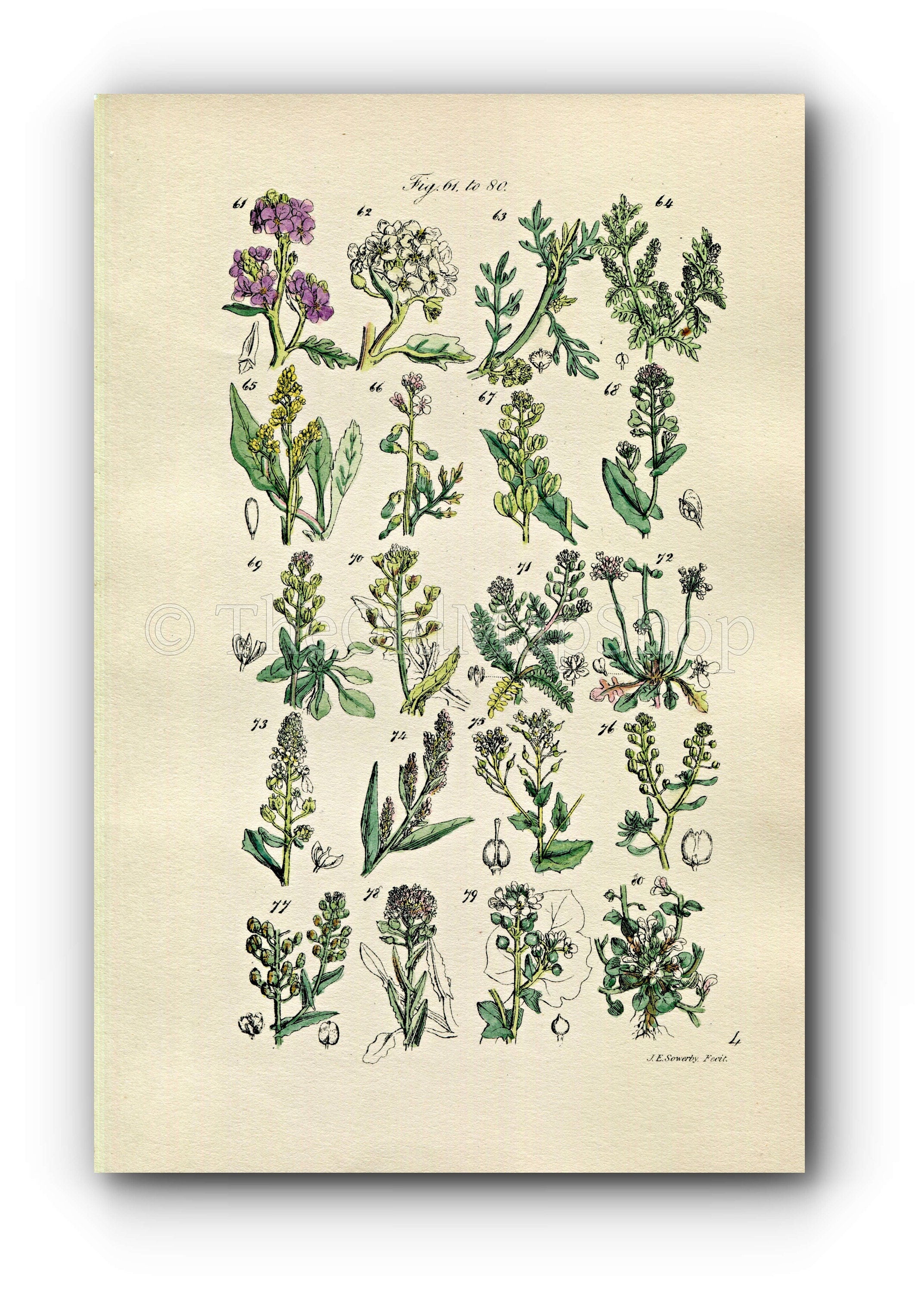 1914 Sowerby Antique Botanical Print, Sea Rocket, Sea Kale, Cress, Shepherd's Purse, Candy Tuft, Pepper Wort, Plate 4, (Plants 61 - 80) - The Old Map Shop