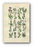 1914 Sowerby Antique Botanical Print, Sea Rocket, Sea Kale, Cress, Shepherd's Purse, Candy Tuft, Pepper Wort, Plate 4, (Plants 61 - 80) - The Old Map Shop