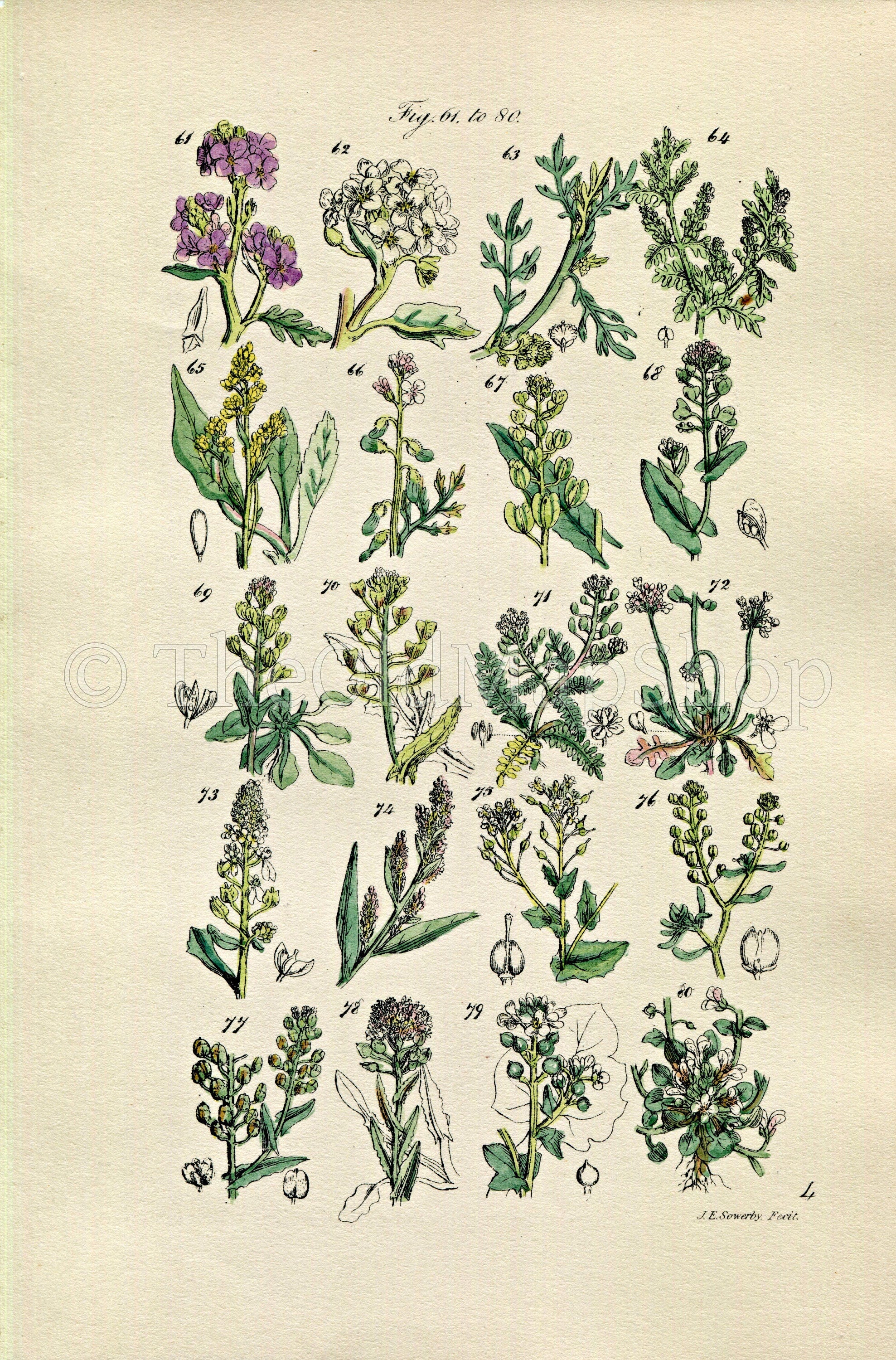 1914 Sowerby Antique Botanical Print, Sea Rocket, Sea Kale, Cress, Shepherd's Purse, Candy Tuft, Pepper Wort, Plate 4, (Plants 61 - 80) - The Old Map Shop