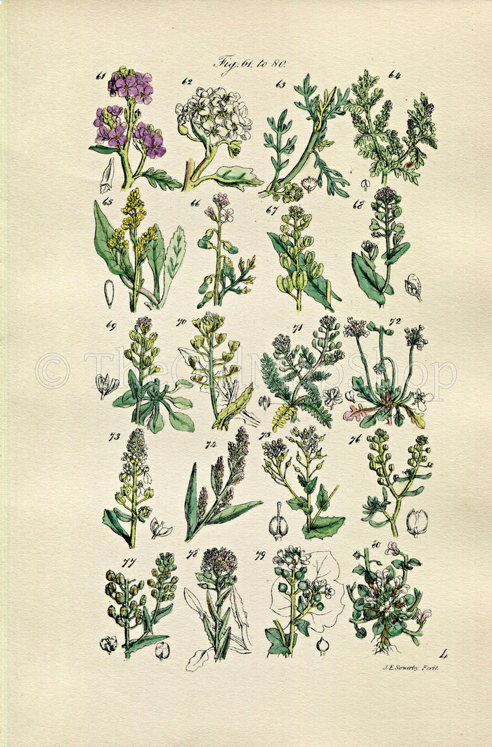 1914 Sowerby Antique Botanical Print, Sea Rocket, Sea Kale, Cress, Shepherd's Purse, Candy Tuft, Pepper Wort, Plate 4, (Plants 61 - 80)