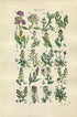 1914 Sowerby Antique Botanical Print, Sea Rocket, Sea Kale, Cress, Shepherd's Purse, Candy Tuft, Pepper Wort, Plate 4, (Plants 61 - 80) - The Old Map Shop